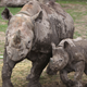 Illustration for article titled Africas Western black rhino has been declared extinct